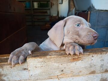 Weimaraner maschio pelo corto
