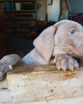 Weimaraner maschio pelo corto