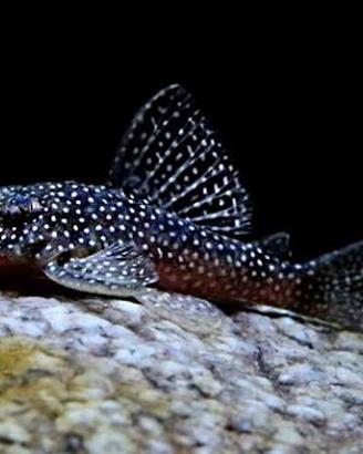Hypancistrus L136