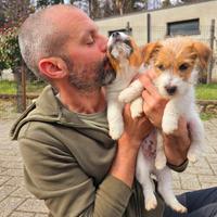 Cuccioli di Jack Russell Terrier