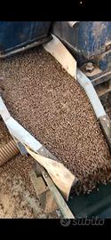 Impianto produzione pellets 100kg/ora