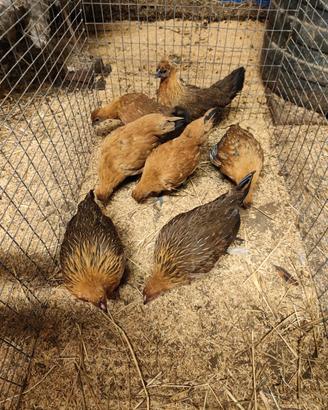 Galline nane da cova