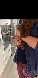 Barboncino Red braun mini toy