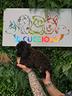 cuccioli-barboncini-toy-colore-nero-solo-femmine