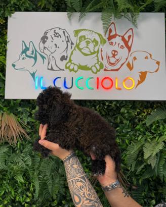 Cuccioli barboncini toy colore nero solo femmine