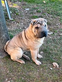 Cucciolona di Shar Pei