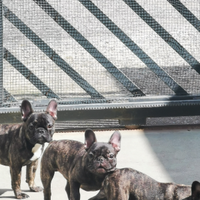 Bouledogue francese con pedigree