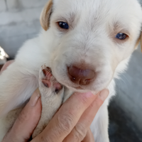 Cuccioli da adottare