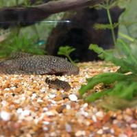 Pesce pulitore (ancistrus)