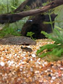 Pesce pulitore (ancistrus)