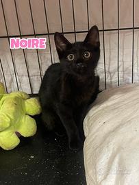 NOIRE gattina nera di tre mesi