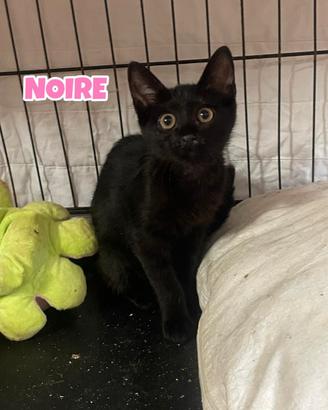 NOIRE gattina nera di tre mesi