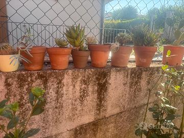 Vasi in cotto  con piante grasse