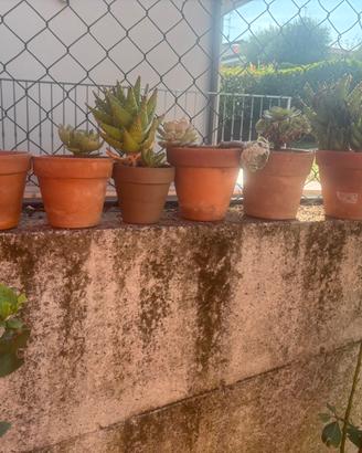 Vasi in cotto  con piante grasse