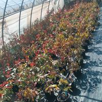 piante di photinia Red Robin.