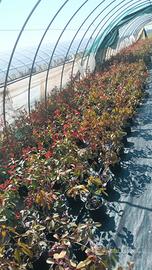 piante di photinia Red Robin.