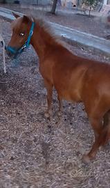 Ponina
