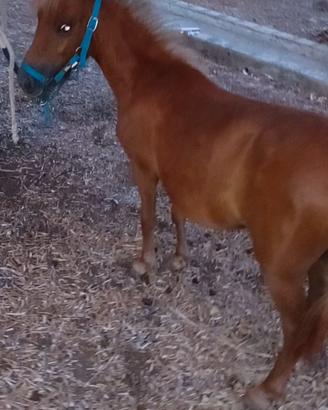 Ponina