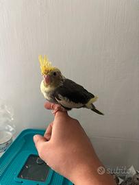 Calopsite allevate a mano