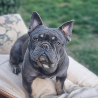 Bulldog francese