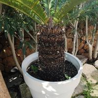 pianta da giardino 