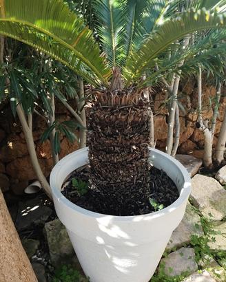 pianta da giardino 