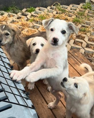 Grey cucciolo taglia medio piccola 3 mesi