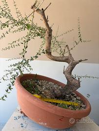 Prebonsai di olivastro