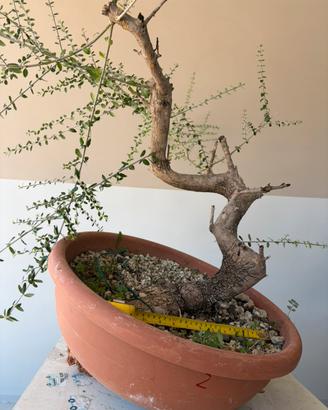 Prebonsai di olivastro