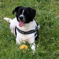 Dolce cagnolino di taglia contenuta in adozione