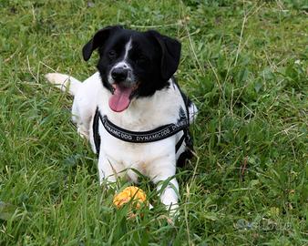 Dolce cagnolino di taglia contenuta in adozione