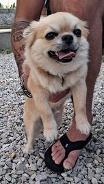 Stallone di chihuahua