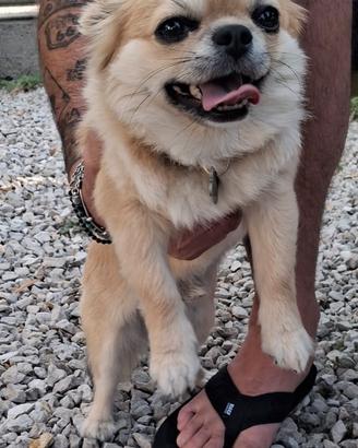 Stallone di chihuahua