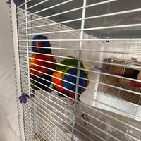 Pappagalli Lory arcobaleno