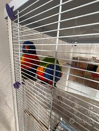Pappagalli Lory arcobaleno