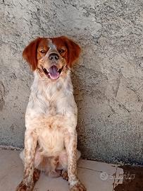 Cani epagnol breton