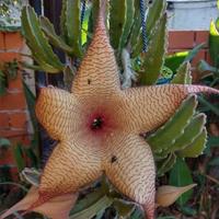 Talea di stapelia gigantea