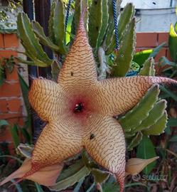 Talea di stapelia gigantea