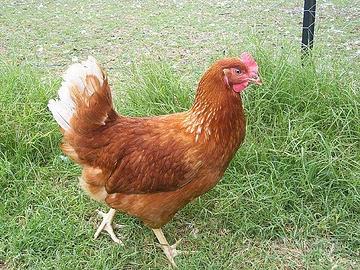 Gallina isa brown ovaiola