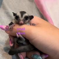 Petauri dello Zucchero