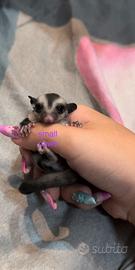 Petauri dello Zucchero