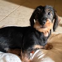 Bassotto tedesco pelo duro taglia standard