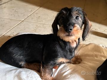 Bassotto tedesco pelo duro taglia standard