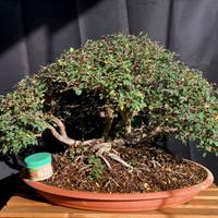 Bonsai  Olmo Cinese