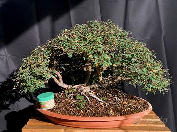 Bonsai  Olmo Cinese