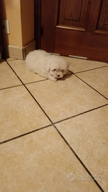 Cuccioli di cane maltese