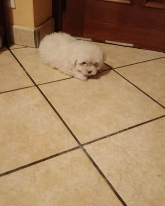 Cuccioli di cane maltese