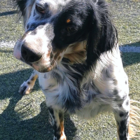 Cane leone adozione