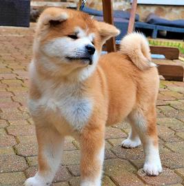 Cuccioli di Akita inu fulvi
