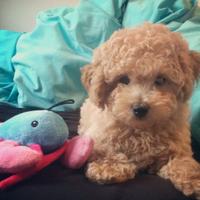 Maltipoo Toy Femmina Anche in 12 Rate